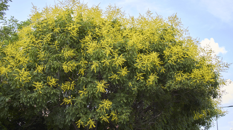 golden rain tree in yard