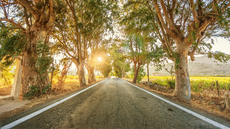 tall trees by a road