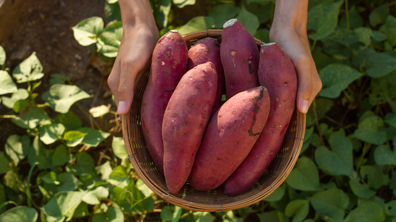 Sweet potatoes in a basket