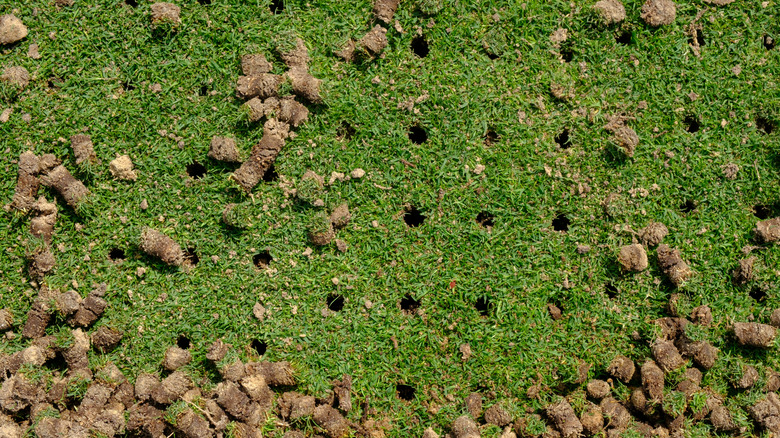 Aerated turfgrass and soil plugs removed by the process