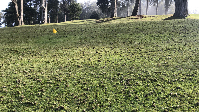 An aerated golf course fairway
