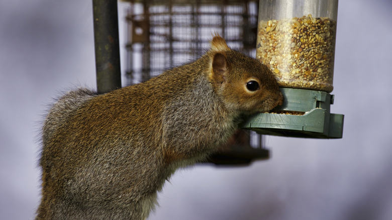 A cute brown squirrel leaning into a bird feeder on a pole to get some seeds.