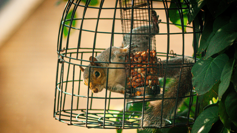 A squirrel, fully inside a caged bird-feeder that is suppose to deter squirrels.