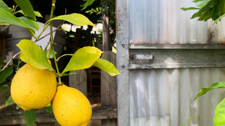 Lemons on a lemon tree in the garden.