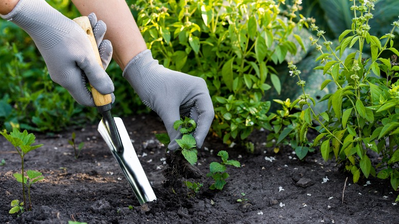 person removing weeds