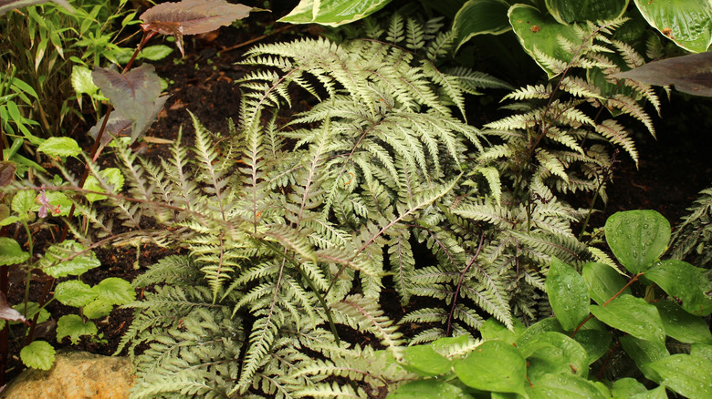 Japenese painted fern with decorated leaves