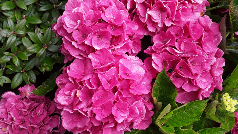 A 'Glowing Embers' hydrangea bush with bright pink flowers