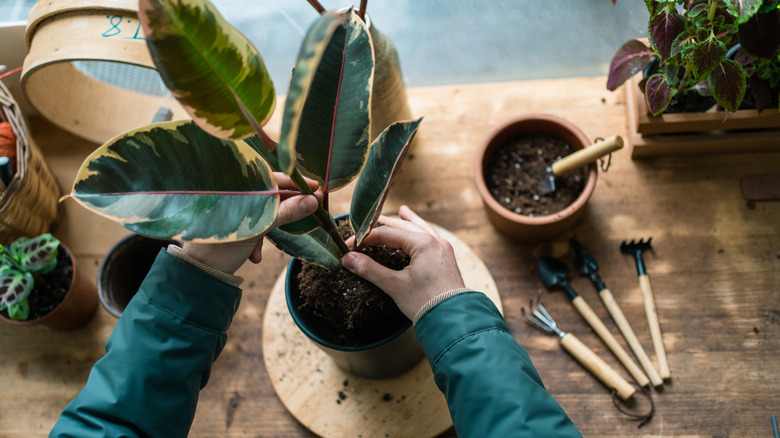 person arranging houseplant