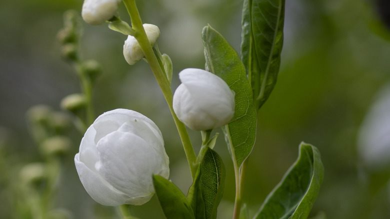 The buds of pearlbush shrubs resemble the gems for which they're named