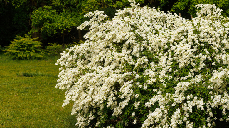 Pearlbush shrubs burst forth with white flowers every spring