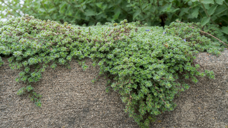 Woolly thyme growing over the side of a garden wall.