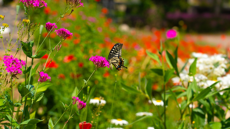 A vibrant, pollinator-friendly garden teeming with insects.