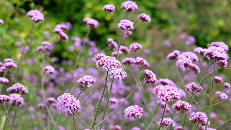 Verbena bonariensis plants in a garden.