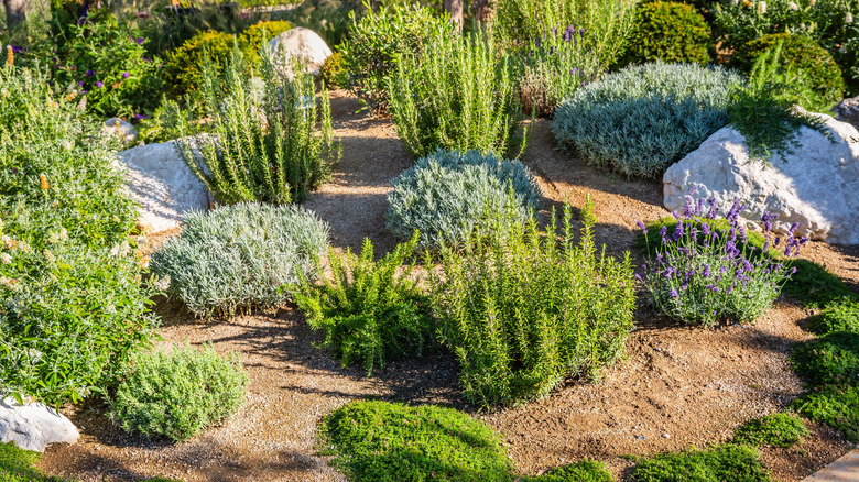 A drought-tolerant garden.