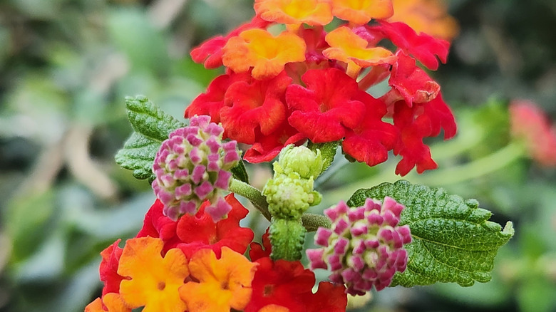 Red and yellow lantana