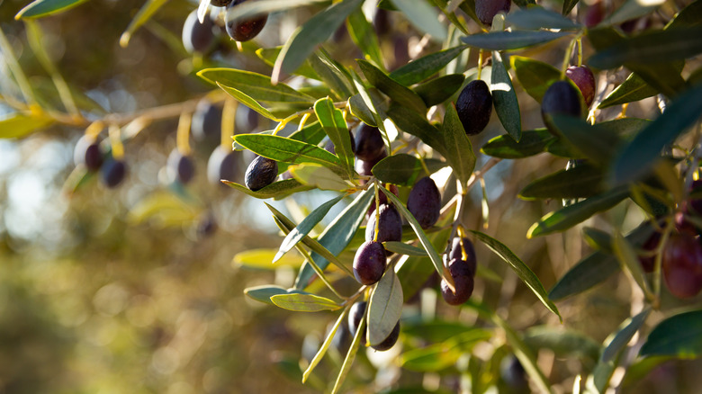 Black olives ready for harvesting on a tree