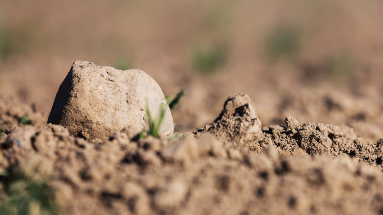 A rock on sandy soil