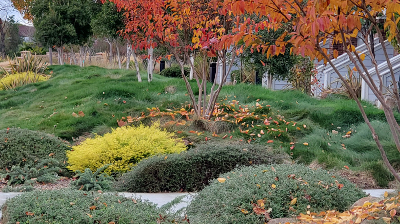 A creeping red fescue lawn with leaves scattered on it and shrubs and ground cover plants growing among the grass.