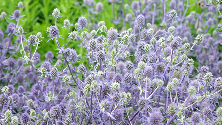 A thick stand of sea holly growing with bright blue flowers