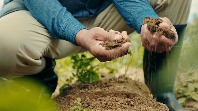A gardener holding fistfuls of sandy soil