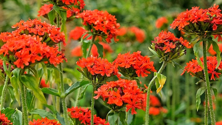 Multiple Maltese cross (Silene chalcedonica) plants growing together