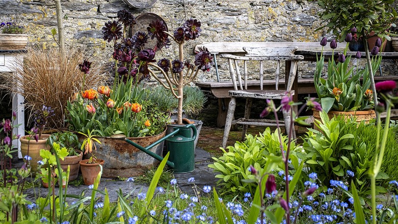 A container garden of plants and flowers is seen in the background together with an old bench and chair and green watering can, while in the foreground, there's a thriving garden with long stems and cornflower blue and purple flowers