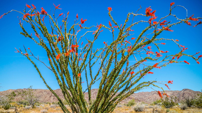 Cactus with long green stems topped with red flowers in a desert landscape with low mountains.