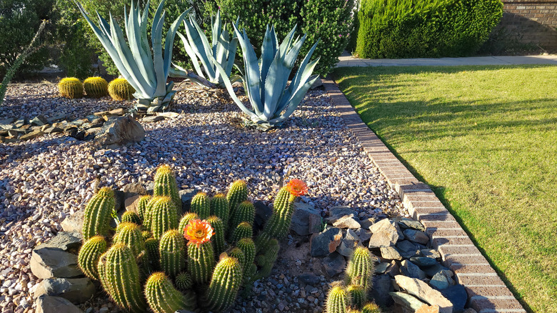 Desert plants growing in a pebbled garden bed next to a grassy lawn