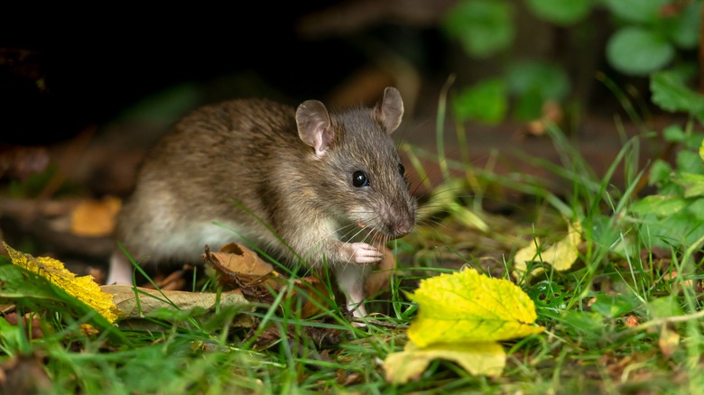 A mouse in a garden
