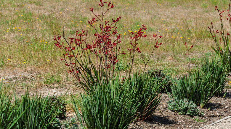 Clumps of kangaroo paw with red flowers growing in a garden bed