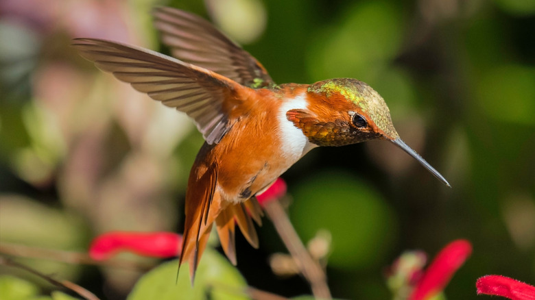 A hummingbird sticks its beak into a red, tubular kangaroo paw flower