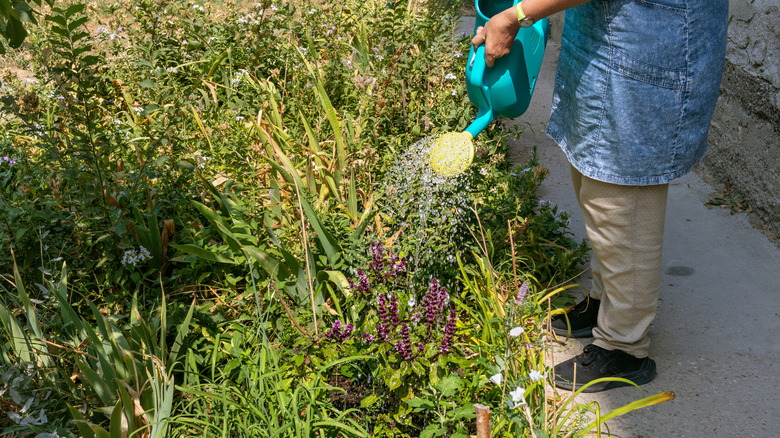 Person watering flowers in a border garden.