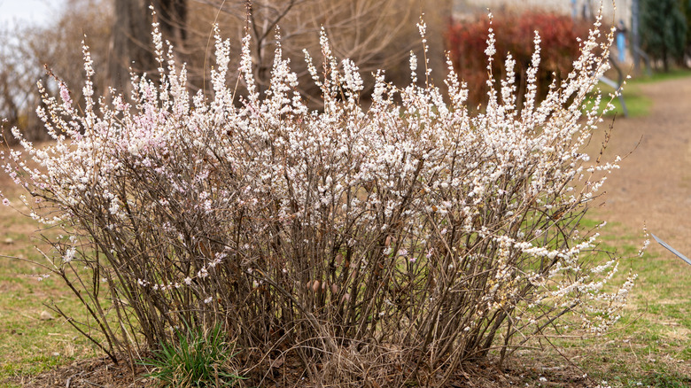 A white forsythia shrub in full bloom brightens up a winter landscape