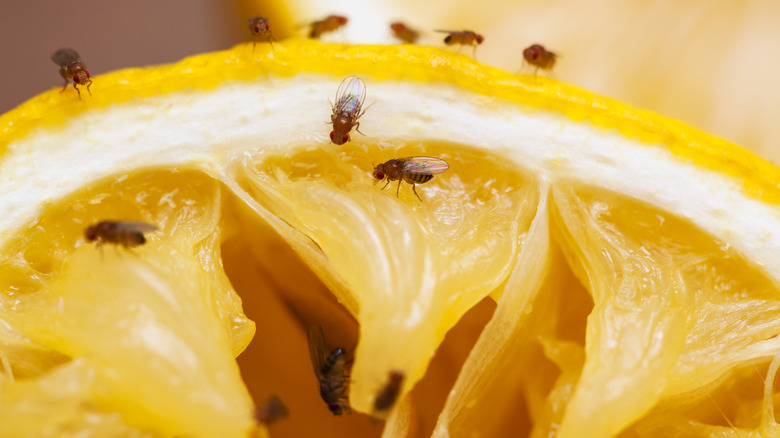 Fruit flies on a lemon slice