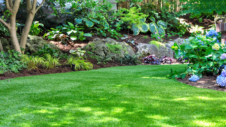 A woodland garden is surrounded by plants and trees