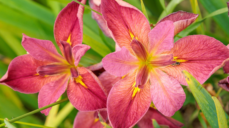 Dark pink Louisiana irises in full bloom.