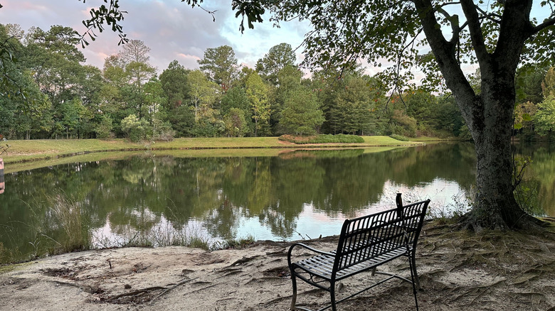 A bench sits on a sandy shore under a tree, looking out over a pond with trees on the other side.