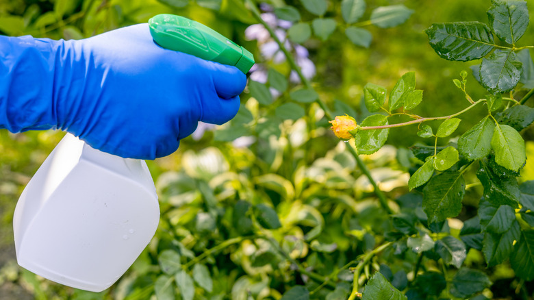 treating a garden for pests with a spray