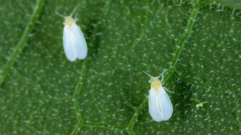 Close-up of two whiteflies on a leaf