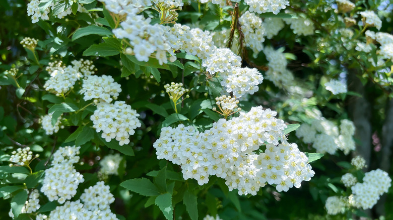 close up of the bridal wreath shrub in bloom