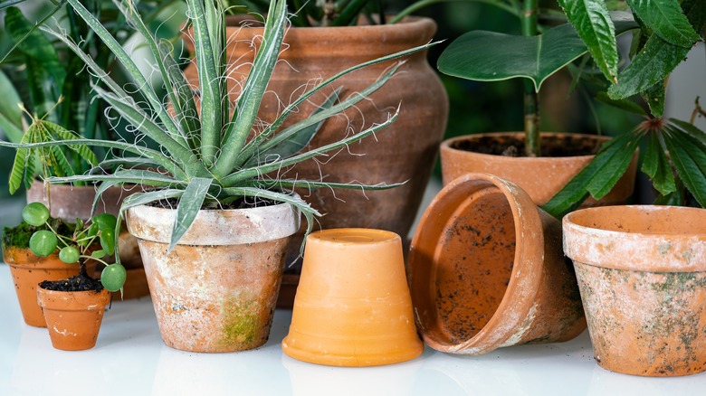 Terracotta pots