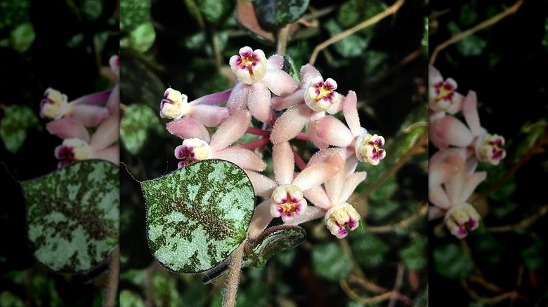 Hoya curtisii bloom close up