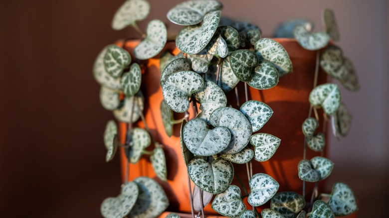 close up of a string of hearts plant