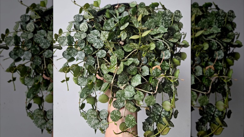 plant owner holding up her Hoya Curtisii