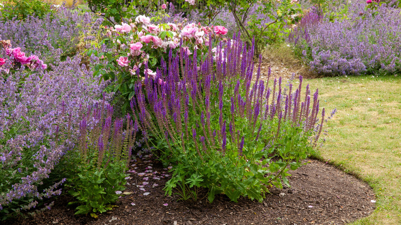 A perennial border including salvia, roses, and other plants.