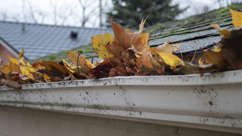 Close up view of leaves stuck in gutter