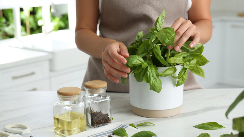 Woman picking fresh basil in a kitchen