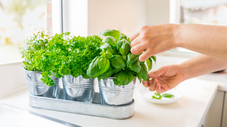 A planter full of herbs in a kitchen