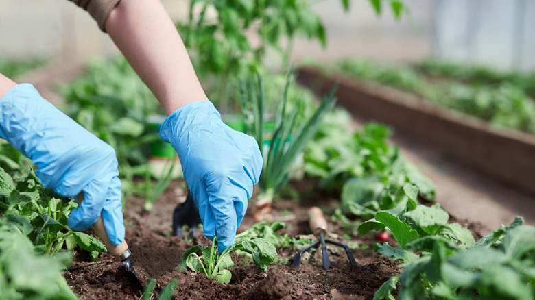 Person gardening