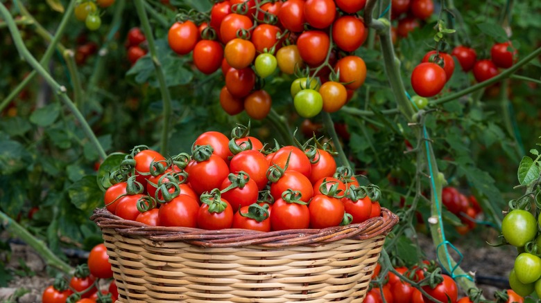 Basket of tomatoes in garden